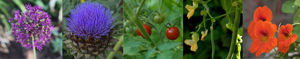 jardin-nourricier-3-liligarden