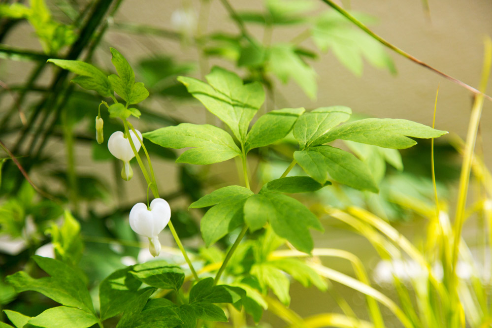 LILIGARDEN-COCON-VEGETAL-COEUR-DE-MARIE