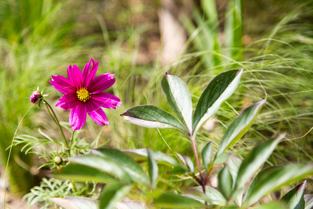 LILIGARDEN-COCON-VEGETAL-COSMOS