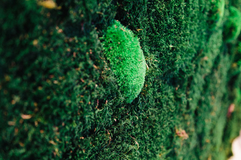 LiliGarden-KubeHotel-plante-stabilisée-mur-vegetal-mousse-sous-bois