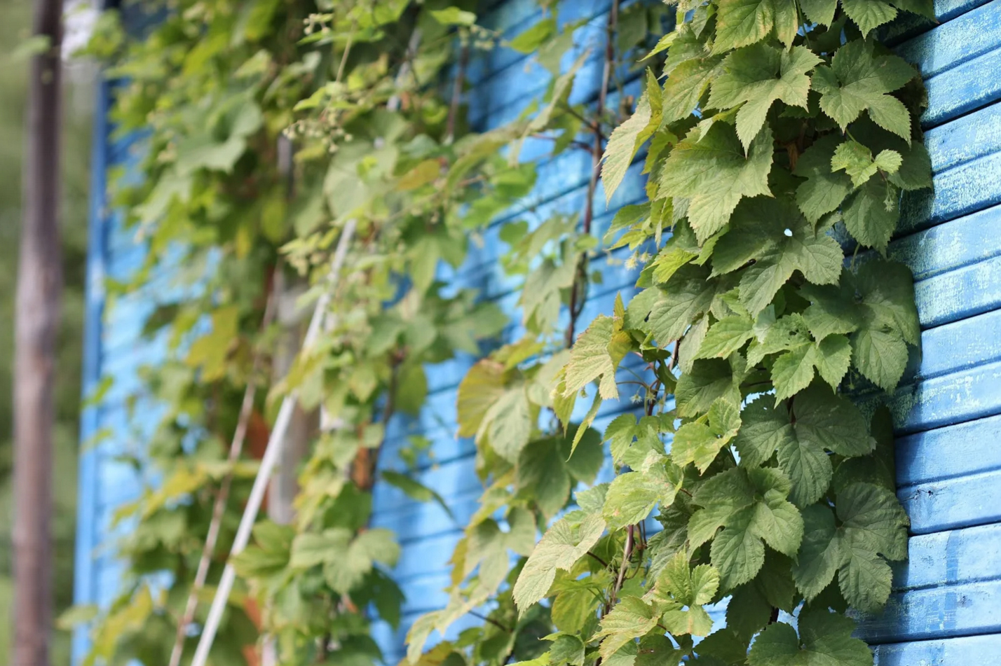 liligarden-vegetaliser-mur-houblon