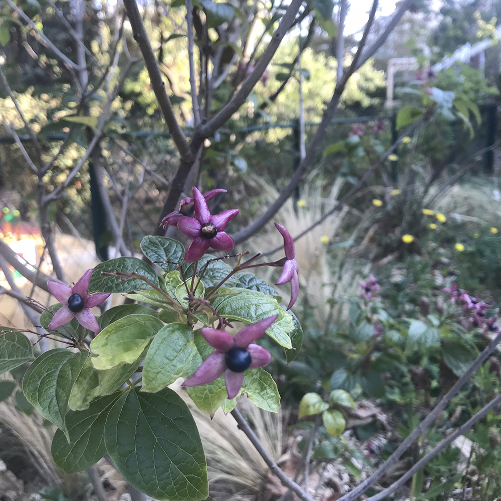 jardin de plantes tinctoriales whole (3)