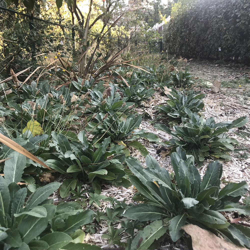 jardin de plantes tinctoriales whole (4)