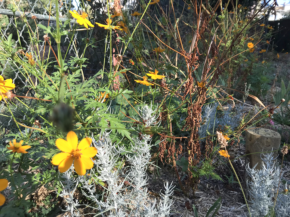 jardin de plantes tinctoriales whole (5)