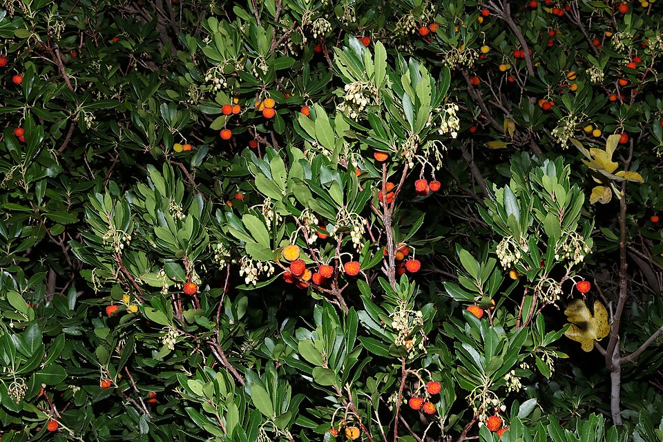 Arbutus_unedo