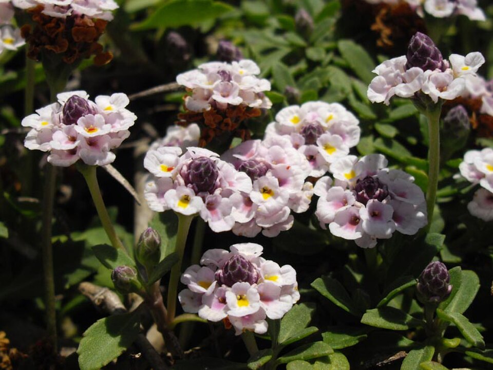 Phyla_nodiflora