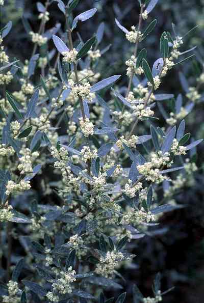 Phyllirea_angustifolia