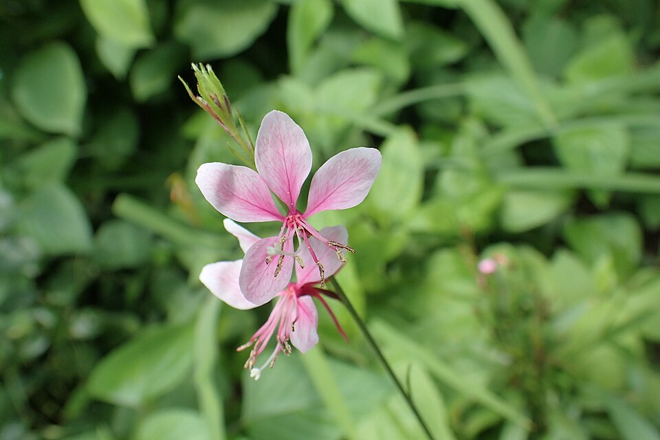 gaura