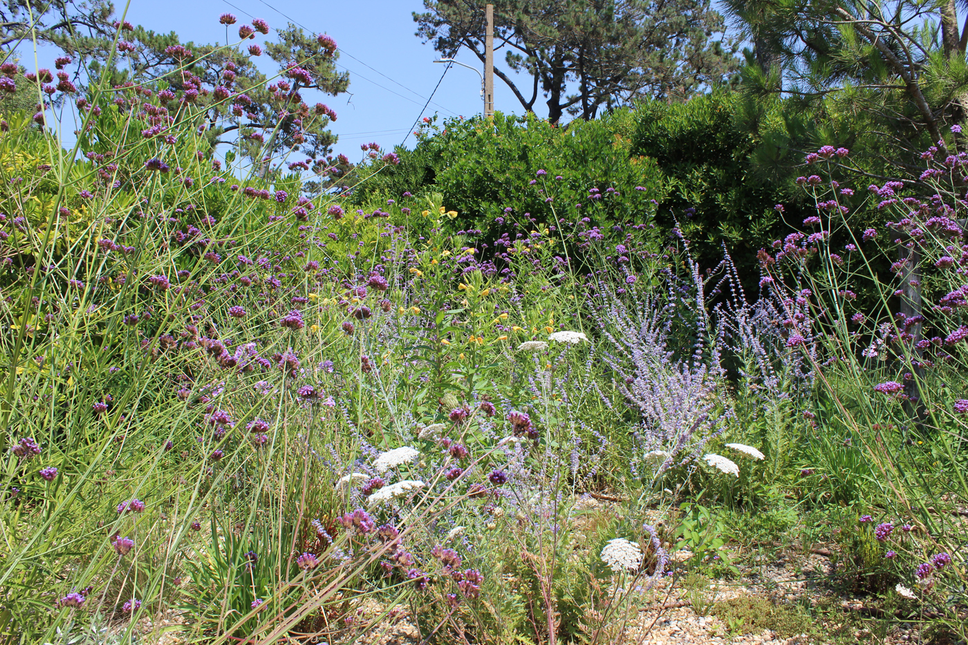 jardin biodiversité anglet bord de mer dune (8)