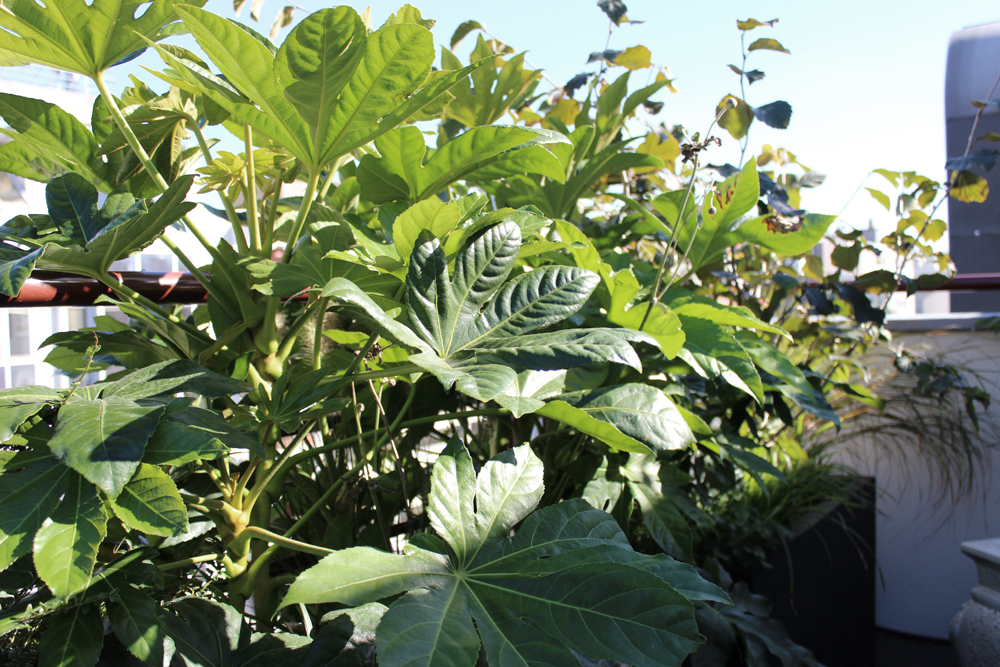 fatsia-liligarden