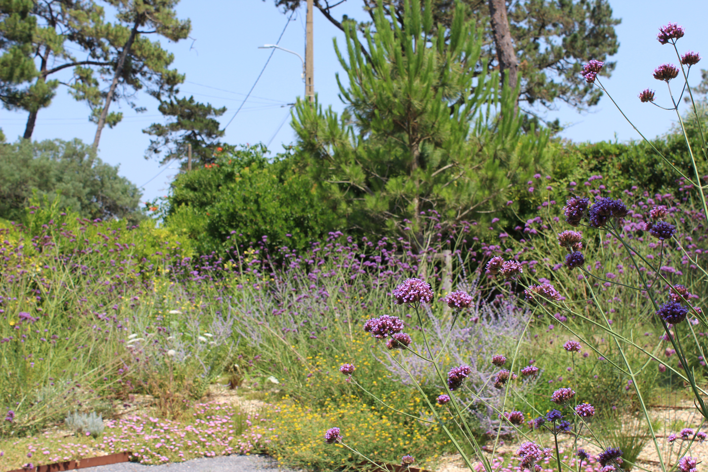 jardin biodiversité anglet bord de mer dune (1)