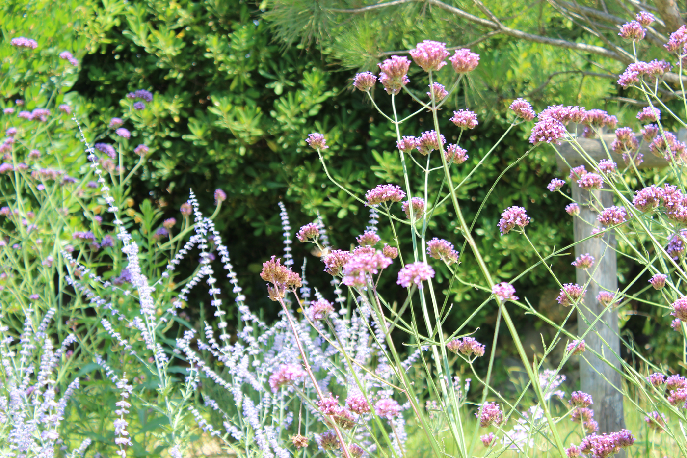 jardin biodiversité anglet bord de mer dune (11)