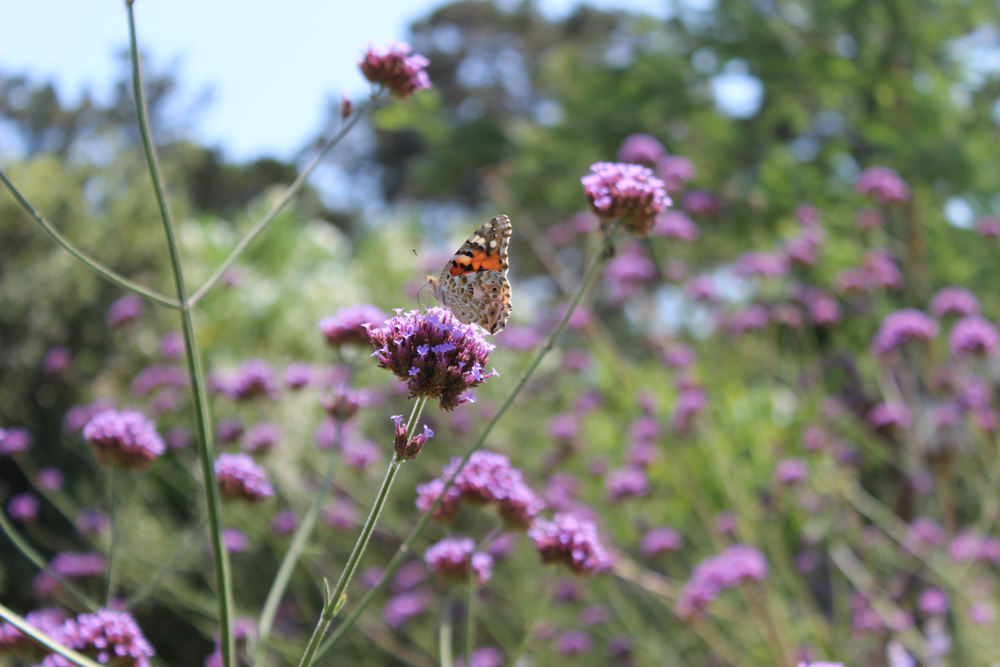 jardin biodiversité anglet bord de mer dune (13)