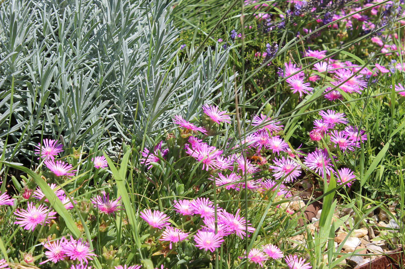 jardin biodiversité anglet bord de mer dune (15)