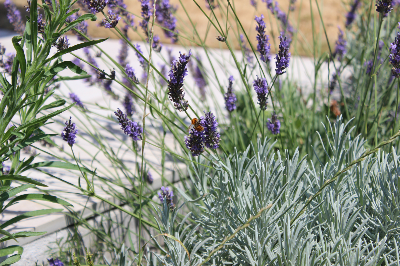 jardin biodiversité anglet bord de mer dune (17)