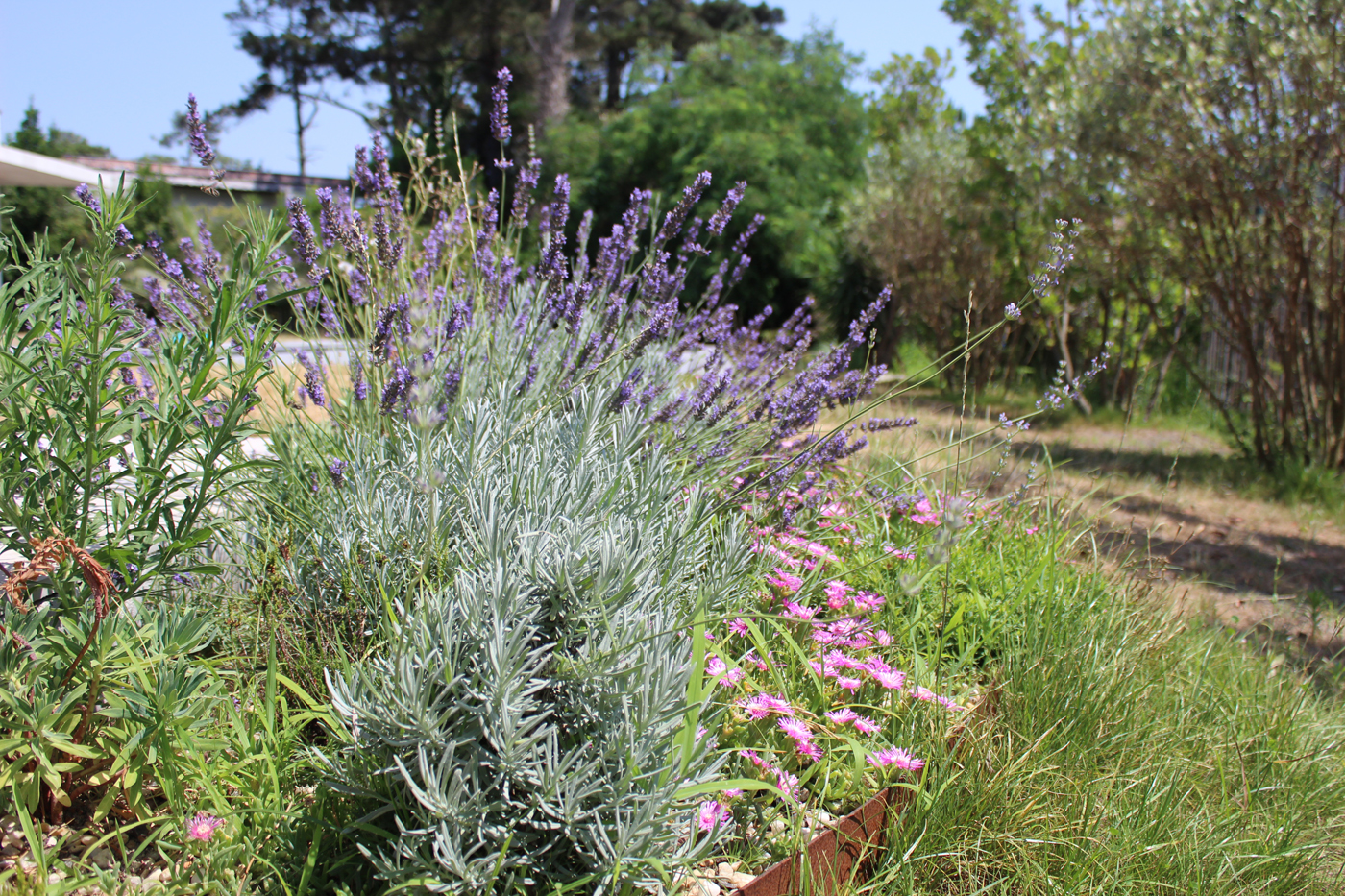 jardin biodiversité anglet bord de mer dune (18)