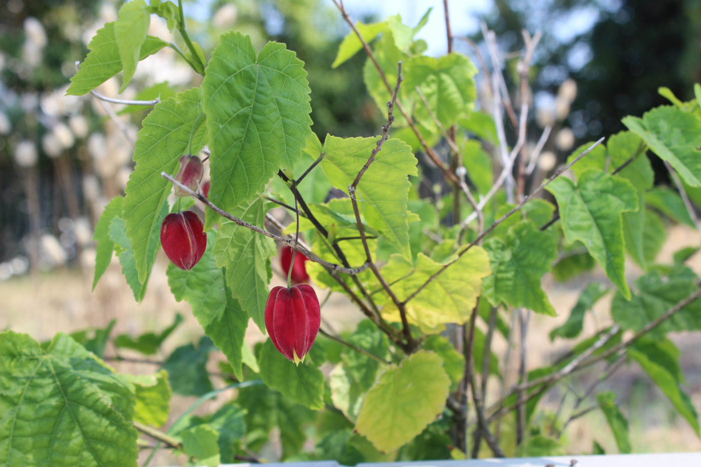 jardin biodiversité anglet bord de mer dune (20)