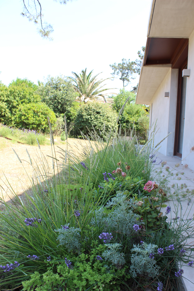 jardin biodiversité anglet bord de mer dune (6)