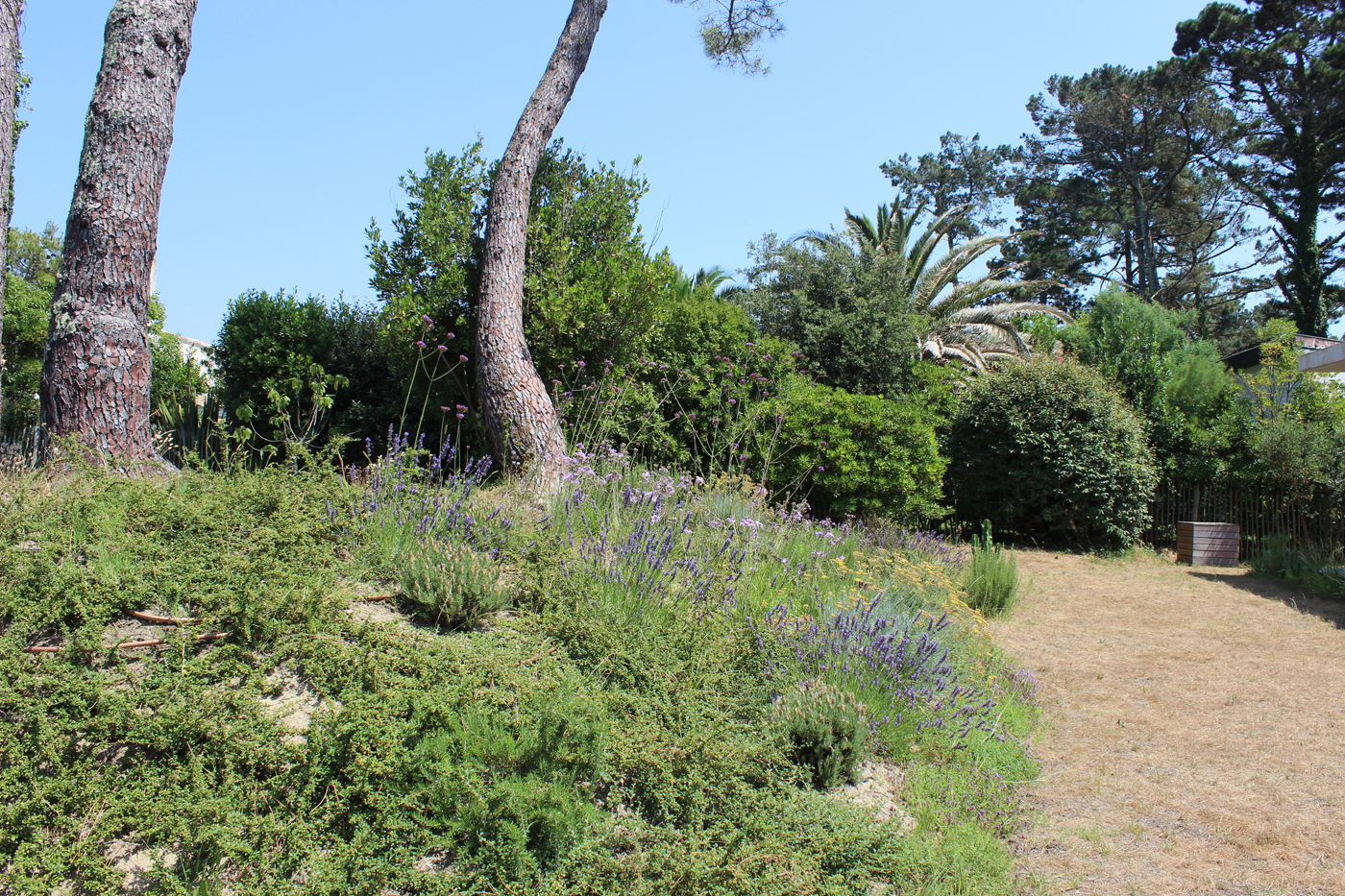 jardin biodiversité anglet bord de mer dune (7)