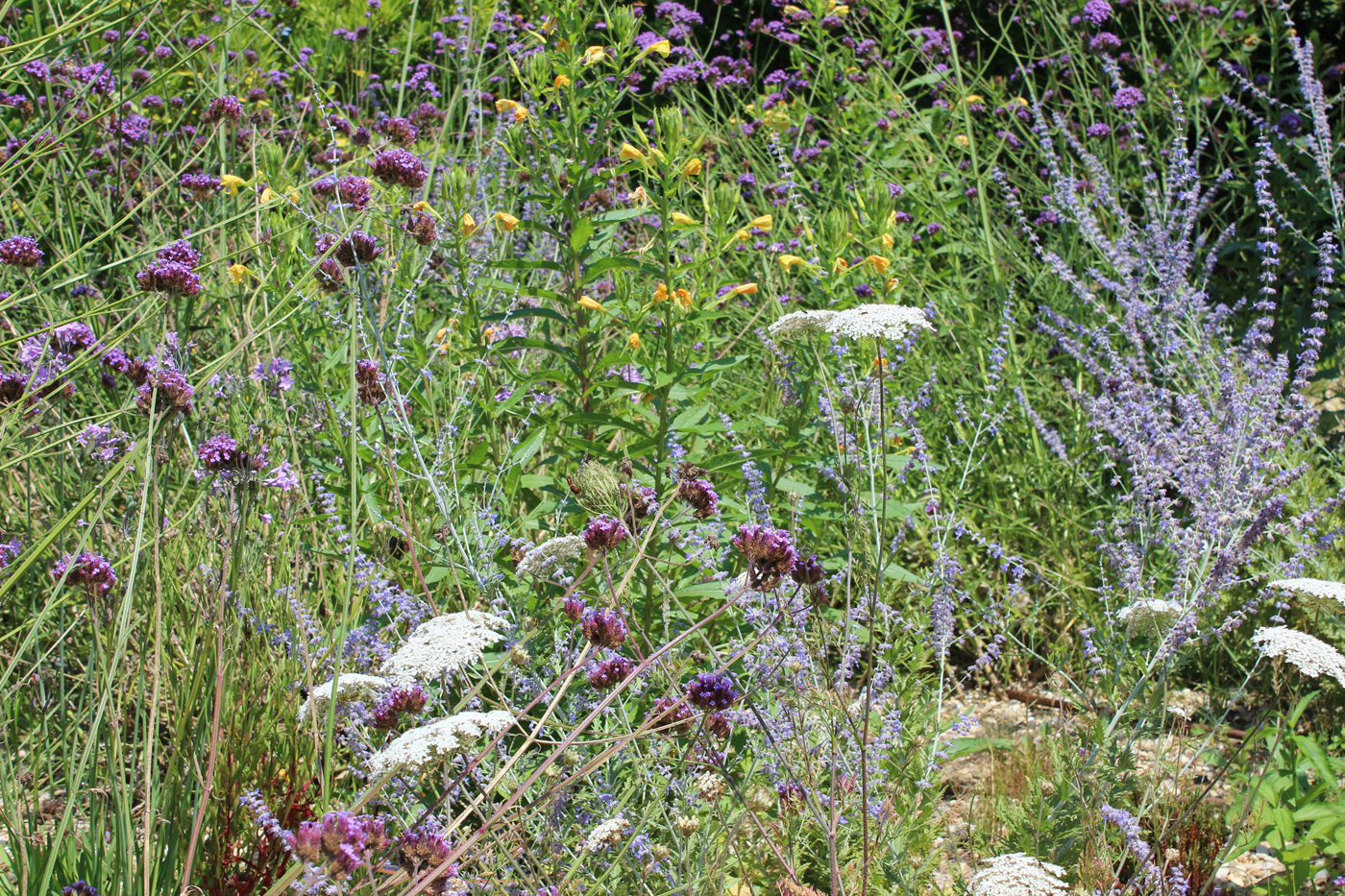 jardin biodiversité anglet bord de mer dune (9)